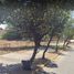  Land for sale in Zapotlanejo, Jalisco, Zapotlanejo