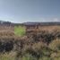  Land for sale in Tarimbaro, Michoacan, Tarimbaro