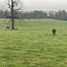  Land for sale in Chile, Purranque, Osorno, Los Lagos, Chile