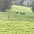  Land for sale in Chile, Purranque, Osorno, Los Lagos, Chile
