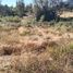  Land for sale in Chile, Curico, Curico, Maule, Chile