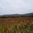  Land for sale in Atoyac, Jalisco, Atoyac