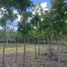  Land for sale in Panglao, Bohol, Panglao