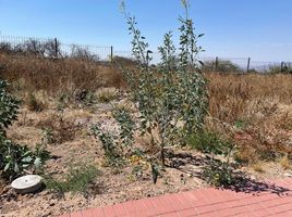  Land for sale in Apaseo El Grande, Guanajuato, Apaseo El Grande