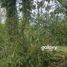  Terreno (Parcela) en venta en Ginyar, Bali, Ginyar