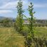  Terreno (Parcela) en venta en Chile, San Clemente, Talca, Maule, Chile