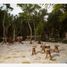  Land for sale in Felipe Carrillo Puerto, Quintana Roo, Felipe Carrillo Puerto