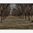  Land for sale in Parras, Coahuila, Parras