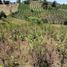  Land for sale in Marinilla, Antioquia, Marinilla