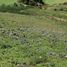  Land for sale in Marinilla, Antioquia, Marinilla