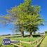  Land for sale in Talca Maule, San Clemente, Talca