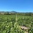  Terreno (Parcela) en venta en Maule, San Javier, Linares, Maule