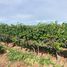  Terreno (Parcela) en venta en Maule, San Javier, Linares, Maule