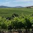  Terreno (Parcela) en venta en Maule, San Javier, Linares, Maule