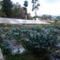  Grundstück zu verkaufen in Lembang, West Jawa, Lembang, Bandung