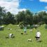  Land for sale in Dzidzantun, Yucatan, Dzidzantun