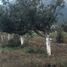  Terreno (Parcela) en venta en Arteaga, Coahuila, Arteaga