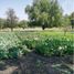  Terreno (Parcela) en venta en Corregidora, Querétaro, Corregidora