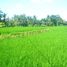  Land for sale in Ubud, Gianyar, Ubud