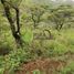  Land for sale in Charo, Michoacan, Charo