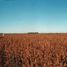  Land for sale in Adolfo Gonzales Chaves, Buenos Aires, Adolfo Gonzales Chaves