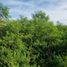 Terreno (Parcela) en venta en Merida, Yucatán, Merida