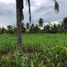  Land for sale in Bukidnon, Northern Mindanao, Manolo Fortich, Bukidnon