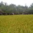  Land for sale in Ubud, Gianyar, Ubud