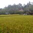  Land for sale in Ubud, Gianyar, Ubud