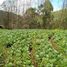 Land for sale in Tawang Mangu, Jawa Tengah, Tawang Mangu