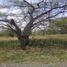  Land for sale in Doctor Arroyo, Nuevo Leon, Doctor Arroyo
