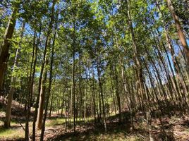  Land for sale in Chile, Freire, Cautin, Araucania, Chile