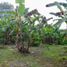  Land for sale in Santo Domingo De Los Colorados, Santo Domingo De Los Tsachilas, Santo Domingo De Los Colorados, Santo Domingo, Santo Domingo De Los Tsachilas
