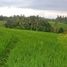  Land for sale in Selemadeg, Tabanan, Selemadeg