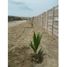  Land for sale in Colan, Piura, Colan, Paita