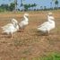  Land for sale in Santa Rosa City, Calabarzon, Santa Rosa City, Laguna