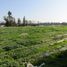  Land for sale in Chile, Quilpue, Valparaiso, Valparaiso, Chile