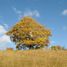  Land for sale in Chile, Fresia, Llanquihue, Los Lagos, Chile