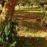  Land for sale in Chile, Fresia, Llanquihue, Los Lagos, Chile