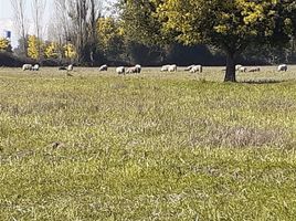  Terreno (Parcela) en venta en Ñuble, San Carlos, Punilla, Ñuble