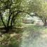  Land for sale in Miacatlan, Morelos, Miacatlan