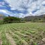  Land for sale in Vilcabamba Victoria, Loja, Vilcabamba Victoria, Loja, Loja