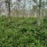  Land for sale in Maramag, Northern Mindanao, Maramag