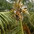  Land for sale in Ujong Permatang, Selangor, Ujong Permatang, Kuala Selangor