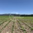  Land for sale in Chile, San Vicente, Cachapoal, Libertador General Bernardo Ohiggins, Chile