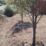  Land for sale in Canuelas, Buenos Aires, Canuelas