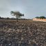  Land for sale in Abasolo, Guanajuato, Abasolo