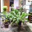 4 Habitación Casa en venta en Mulyorejo, East Jawa, Mulyorejo, Surabaya, East Jawa