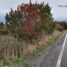  Terreno (Parcela) en venta en Llanquihue, Los Lagos, Frutillar, Llanquihue