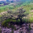  Land for sale in Jocotepec, Jalisco, Jocotepec